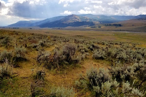 Glamping Yellowstone National Park: 9 Amazing Spots 4 Hayden Valley
