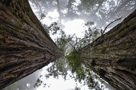 14 Northern California Glamping Spots You'll Love 1 Glamping the Redwoods